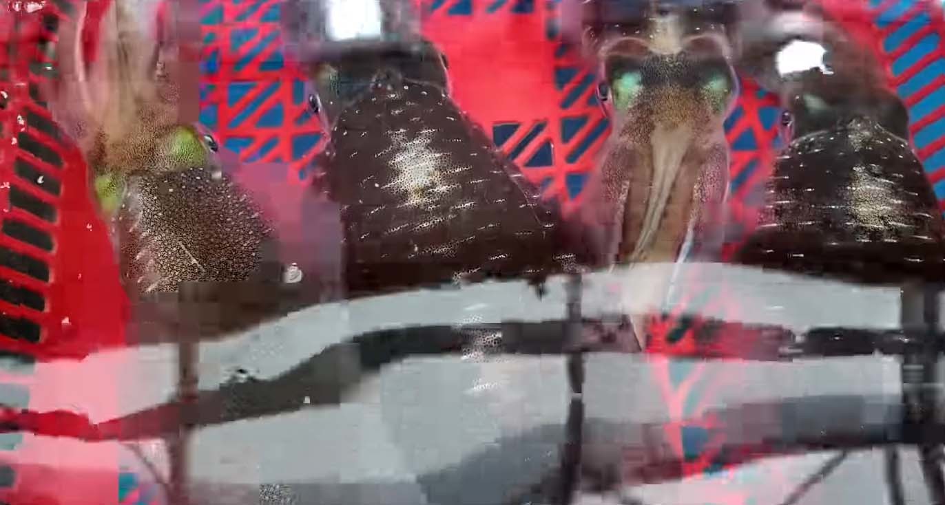 무늬오징어. / '생선선생 미스터S' 유튜브 채널