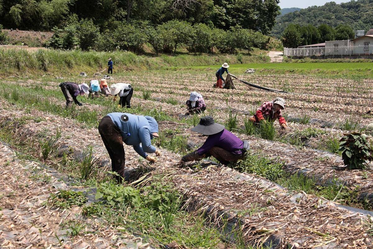 양파 수확 / 영암군 제공, 뉴스1