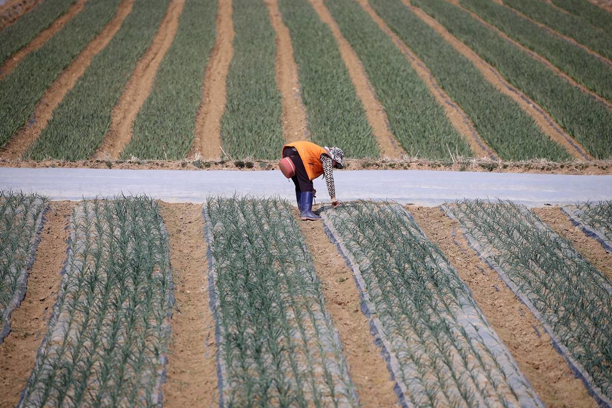 한 할머니가 겨우내 보온 비닐 아래서 싹을 틔운 양파 싹을 뽑아 올리고 있다