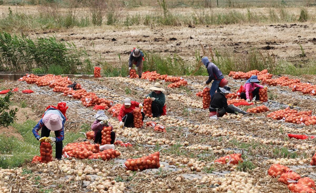 양파 수확 / 뉴스1