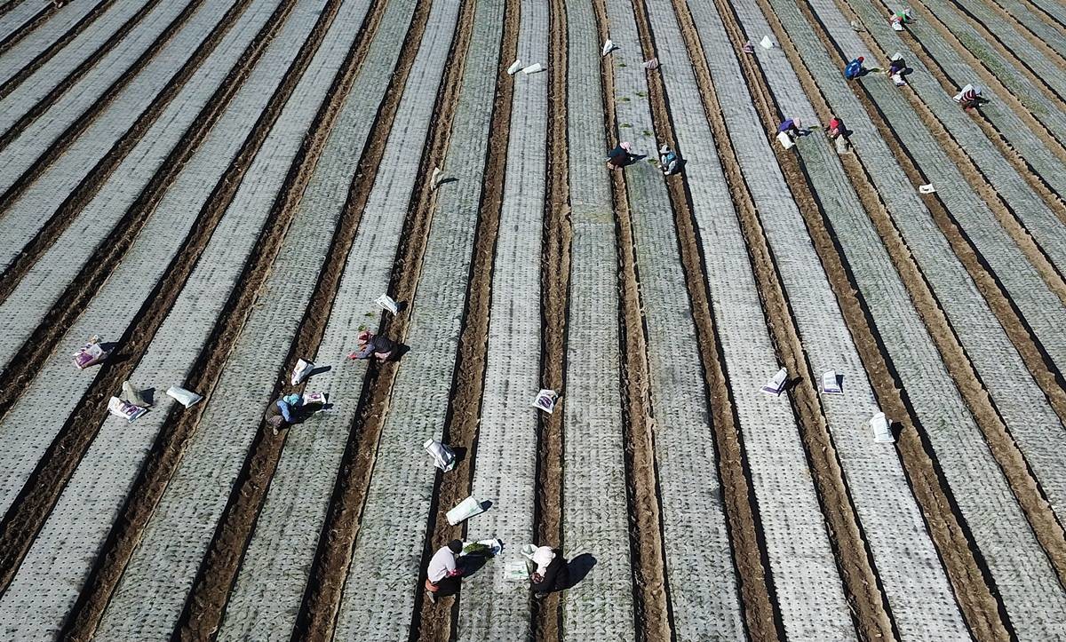 초겨울 추위 잊은 채 양파 모종 심기 / 뉴스1