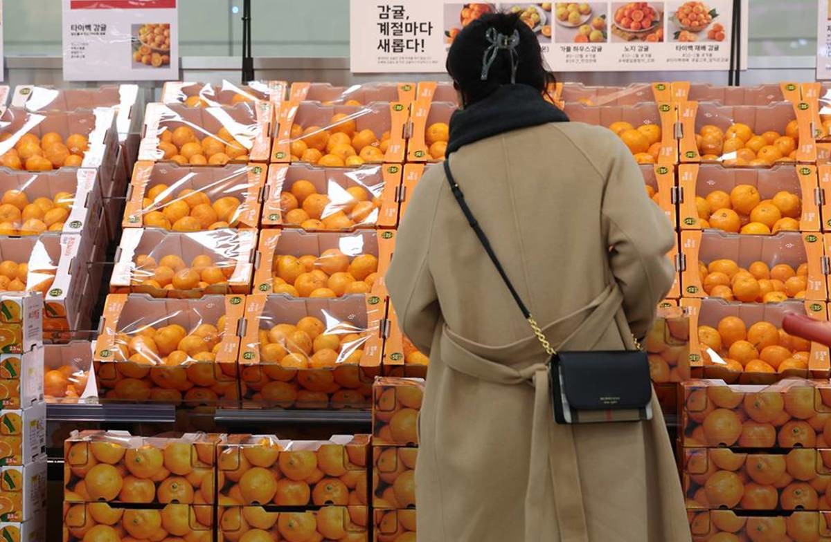 감귤을 고르는 시민 / 뉴스1