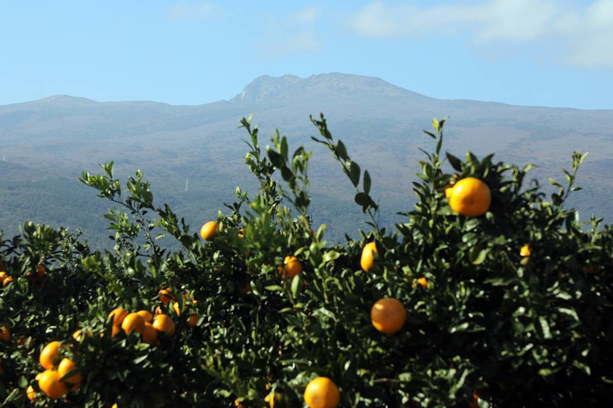 노란 감귤과 한라산 / 뉴스1