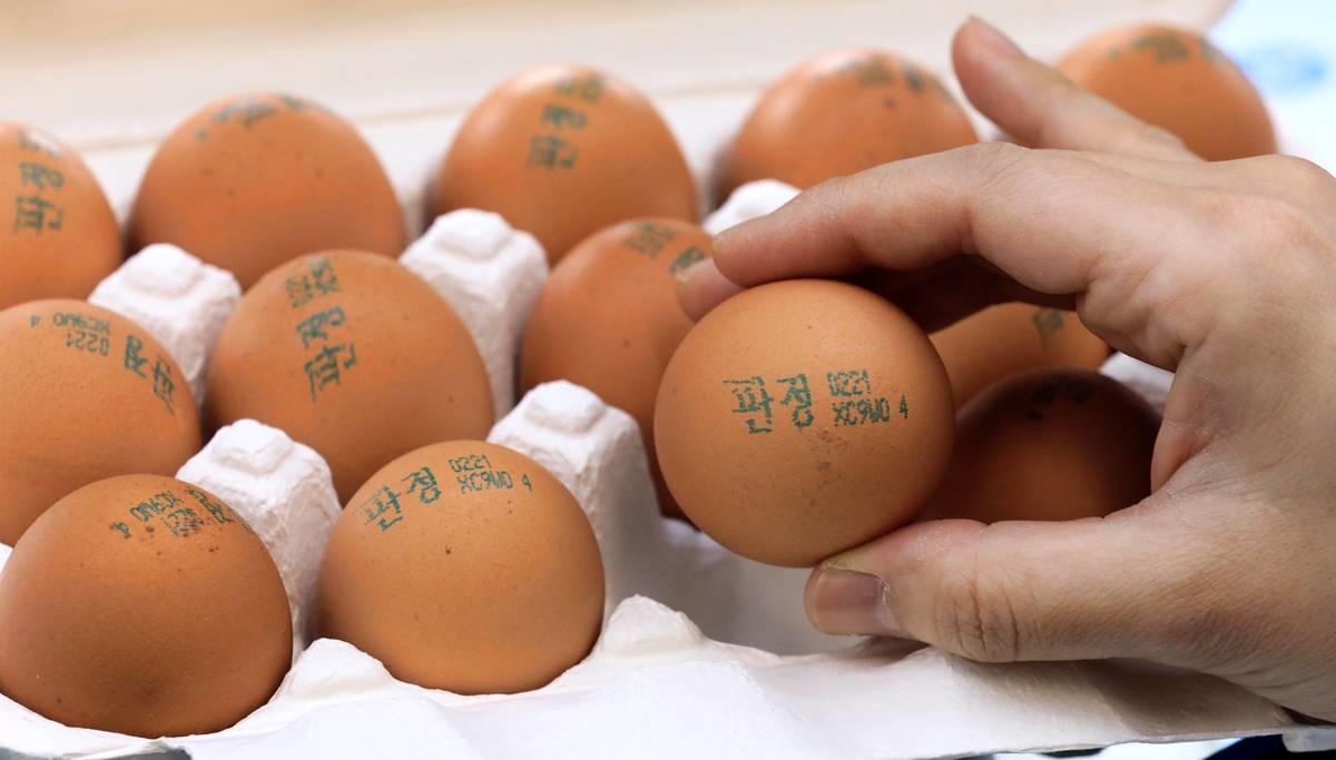 계란 껍데기(난각) 산란일자 표시제도 / 뉴스1
