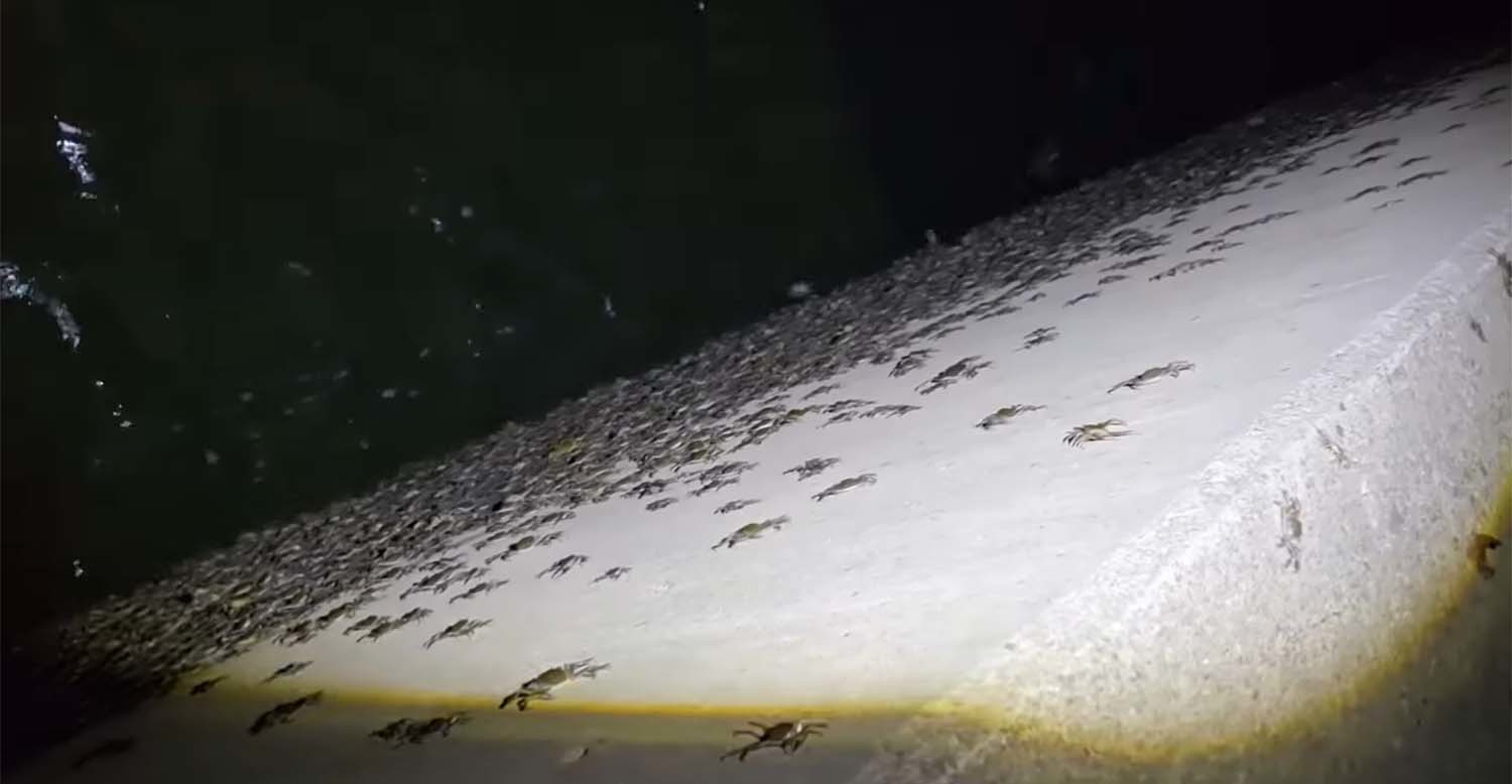 참게 떼가 이동하는 모습. / ‘국가대표 쩔템’ 유튜브 채