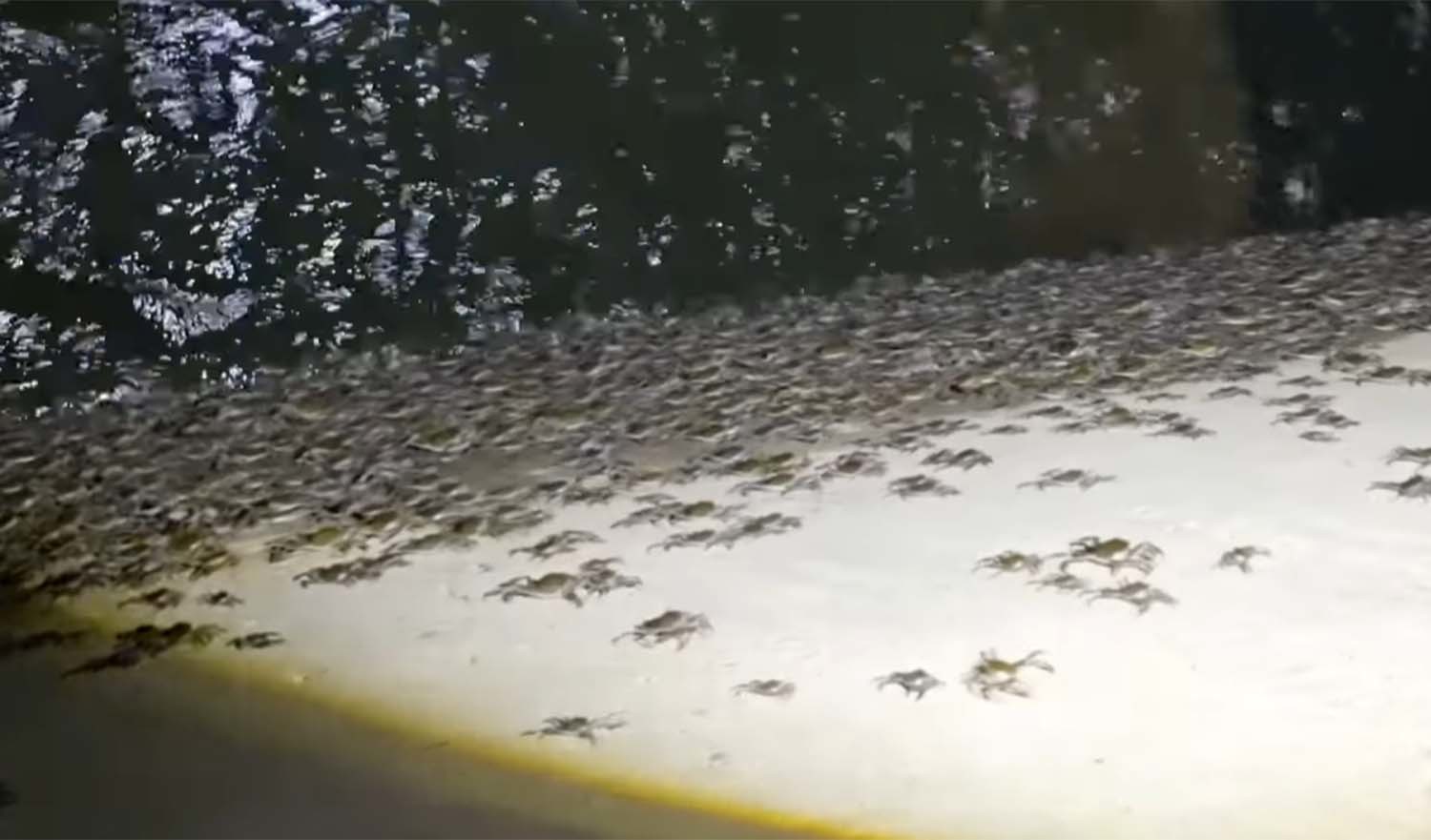 참게 떼가 이동하는 모습. / ‘국가대표 쩔템’ 유튜브 채