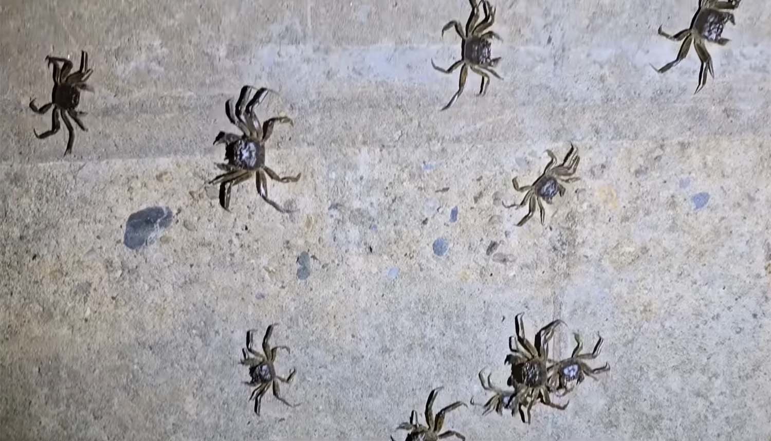 참게 떼가 이동하는 모습. / ‘국가대표 쩔템’ 유튜브 채