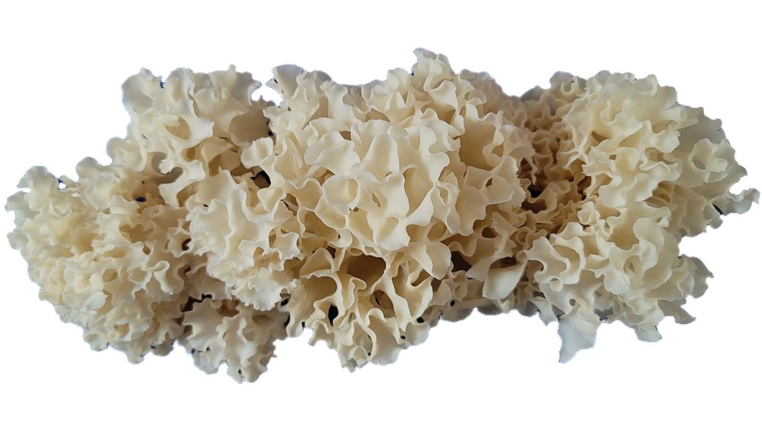 썸머퀸 꽃송이버섯 / 국립산림과학원