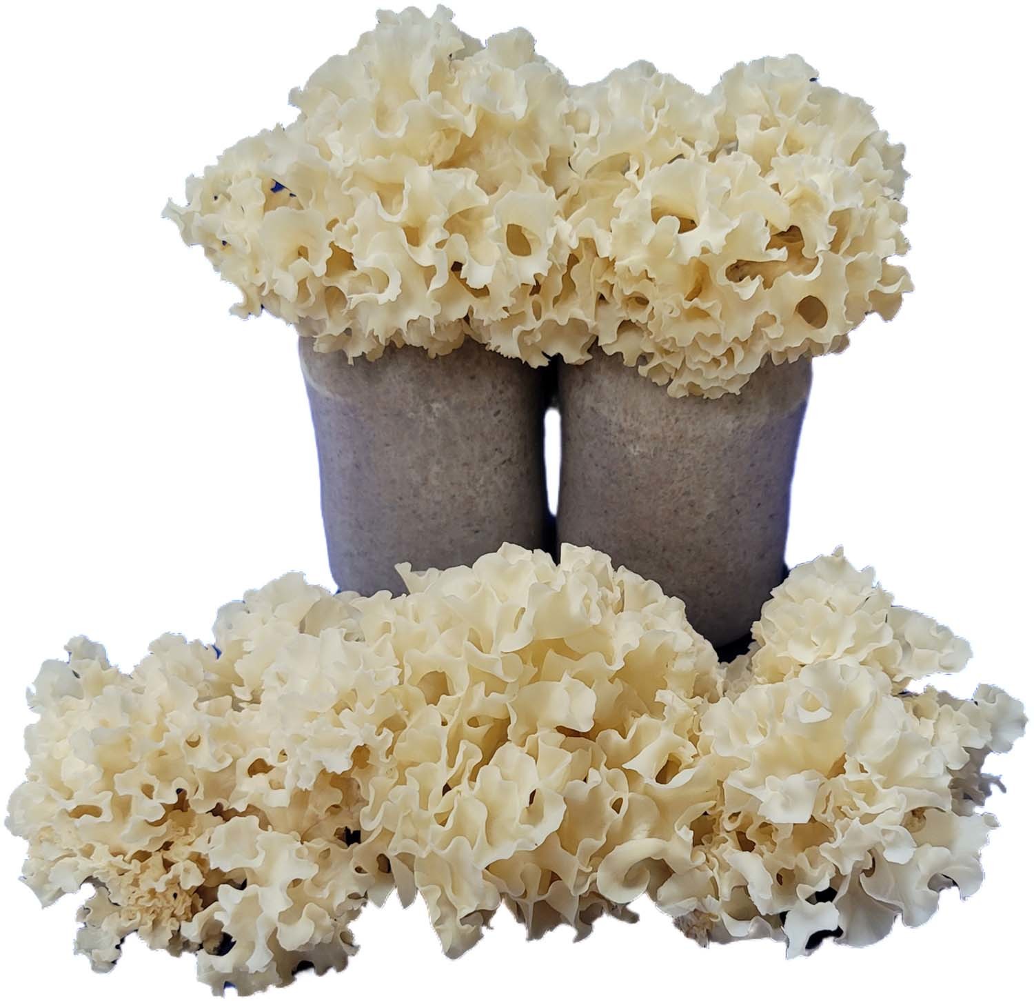 썸머퀸 꽃송이버섯 / 국립산림과학원