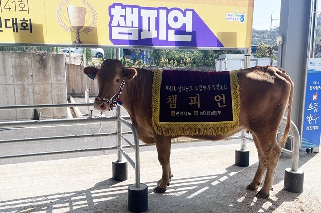 ‘2025년 제41회 전라남도 으뜸한우 경진대회’에서 보성군 조정화 농가가 종합 챔피언(대상)을 수상했다_챔피언 수상 소