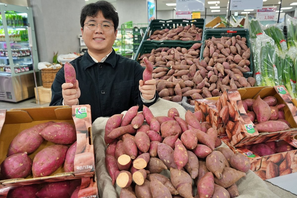 롯데마트 호풍미 고구마 / 롯데마트 제공