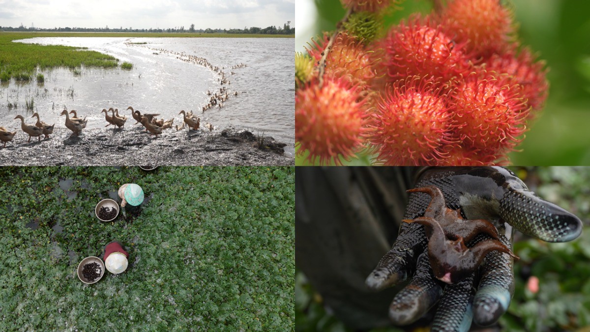 '세계테마기행' 수상한 강, 메콩 1부, 메콩델타 편 자료 사진. / EBS1 제공