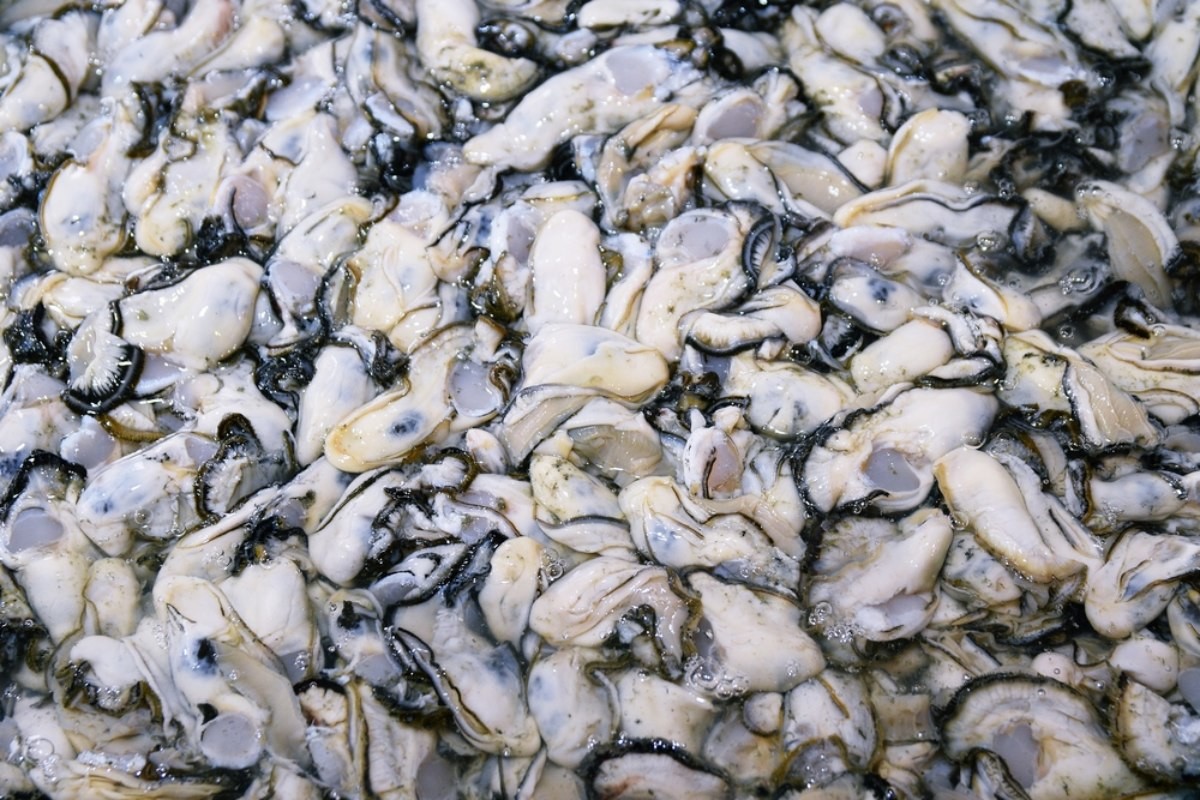 생굴 자료사진 / Aiden Park-shutterstock.com