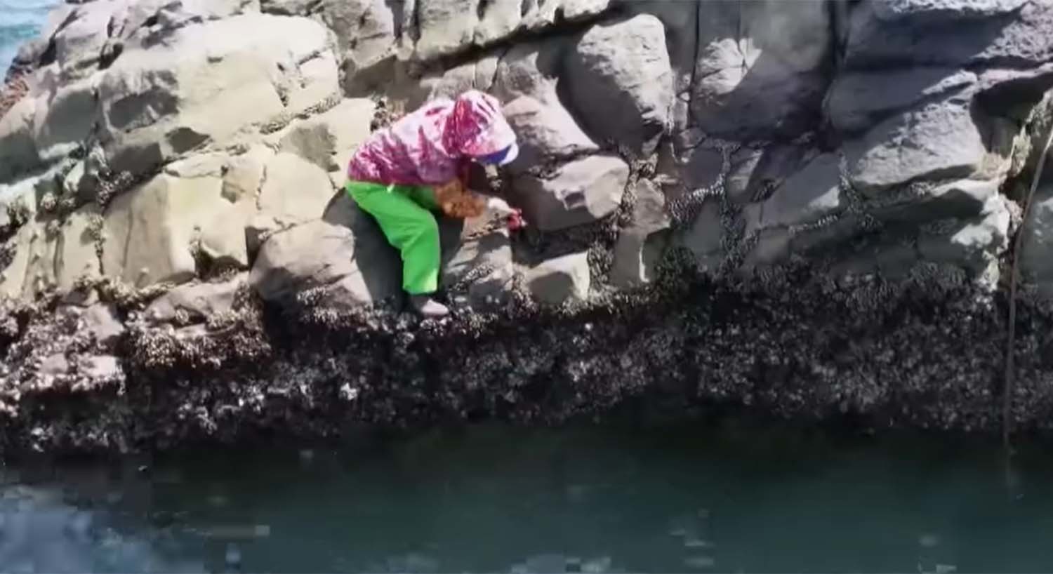 거북손 채취 모습. / EBS