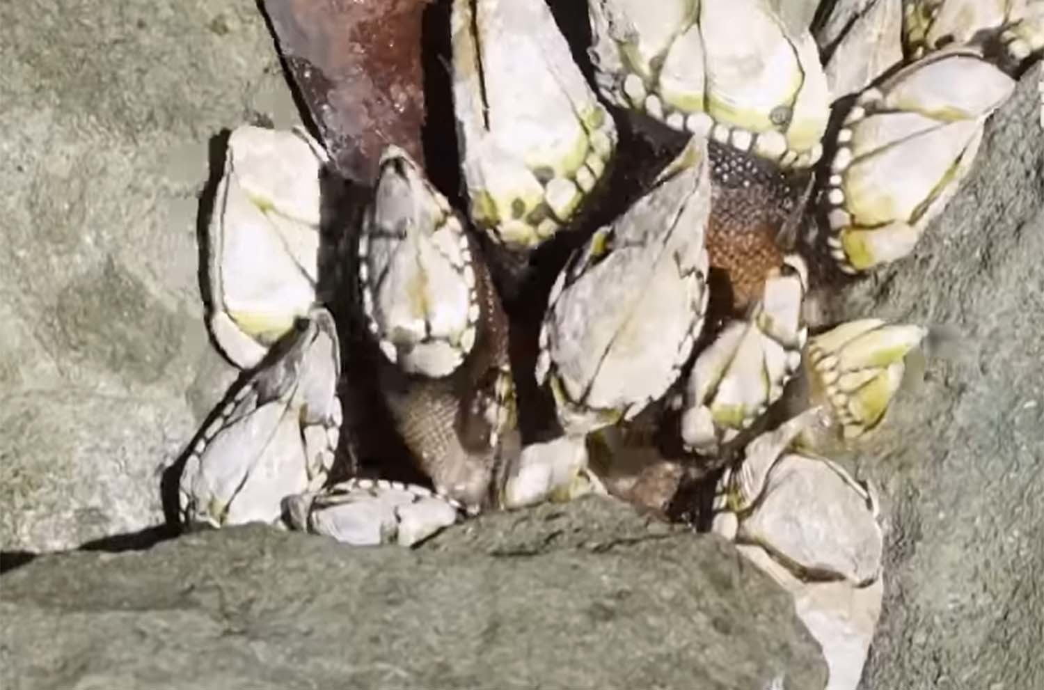 거북손 채취 모습. / EBS