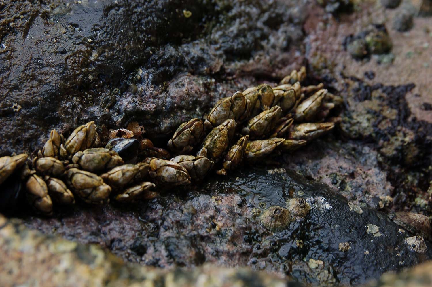 거북손 / 국립생물자원관