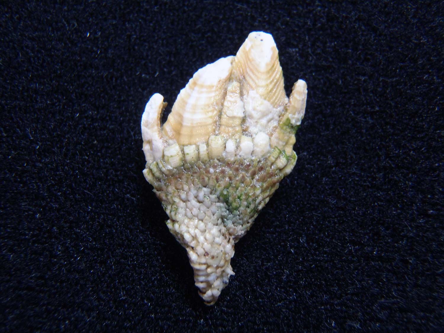 거북손 / 국립생물자원관