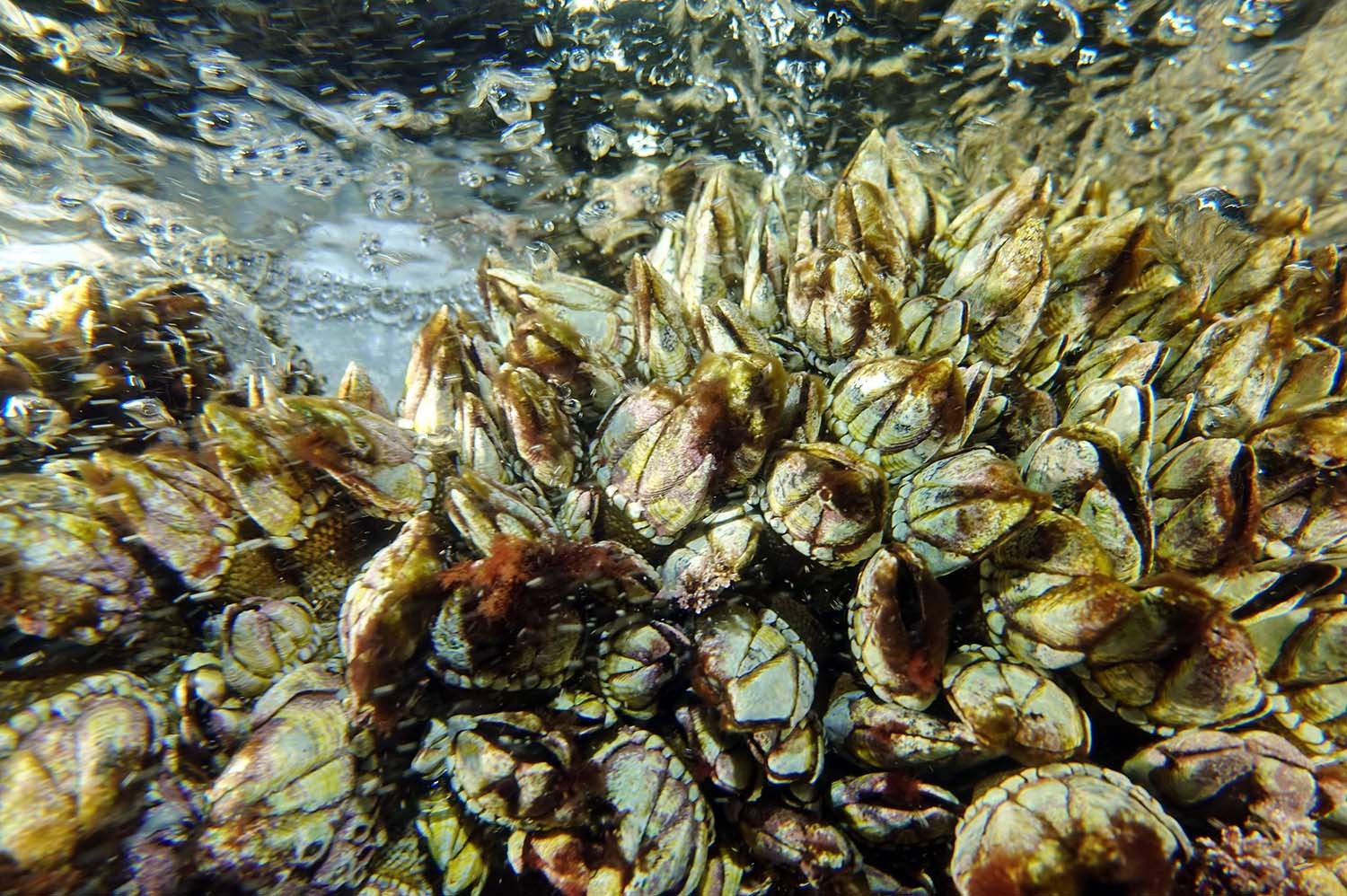 거북손 / 국립생물자원관