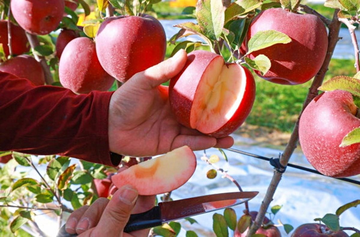속이 빨간 '엔부사과' 본격 출하. / 산청군 제공