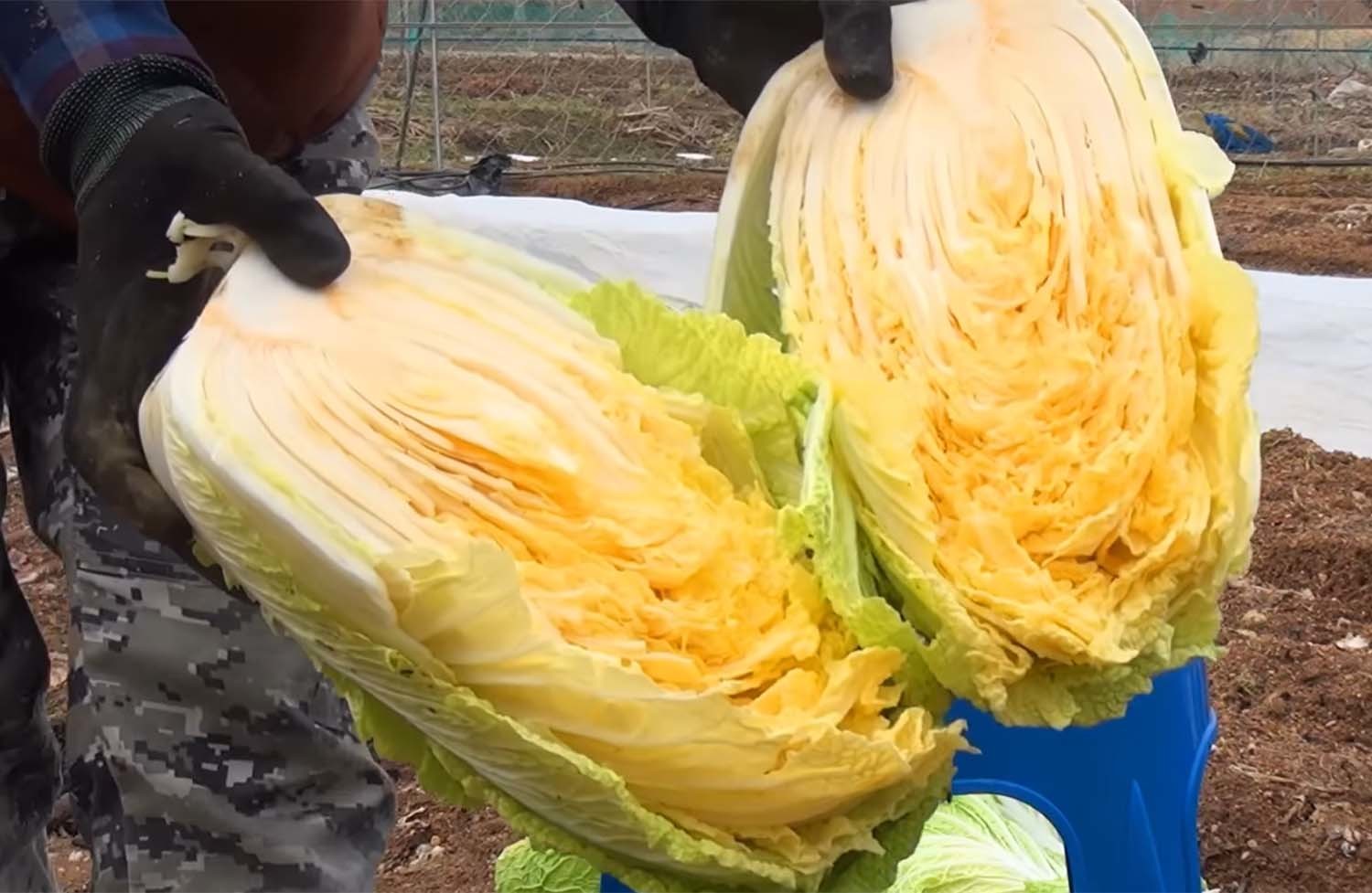 김장 후 남은 배추를 땅속에 묻으면 사진처럼 싱싱하게 보관할 수 있다. /    '꿈꾸는 텃밭' 유튜브 채널