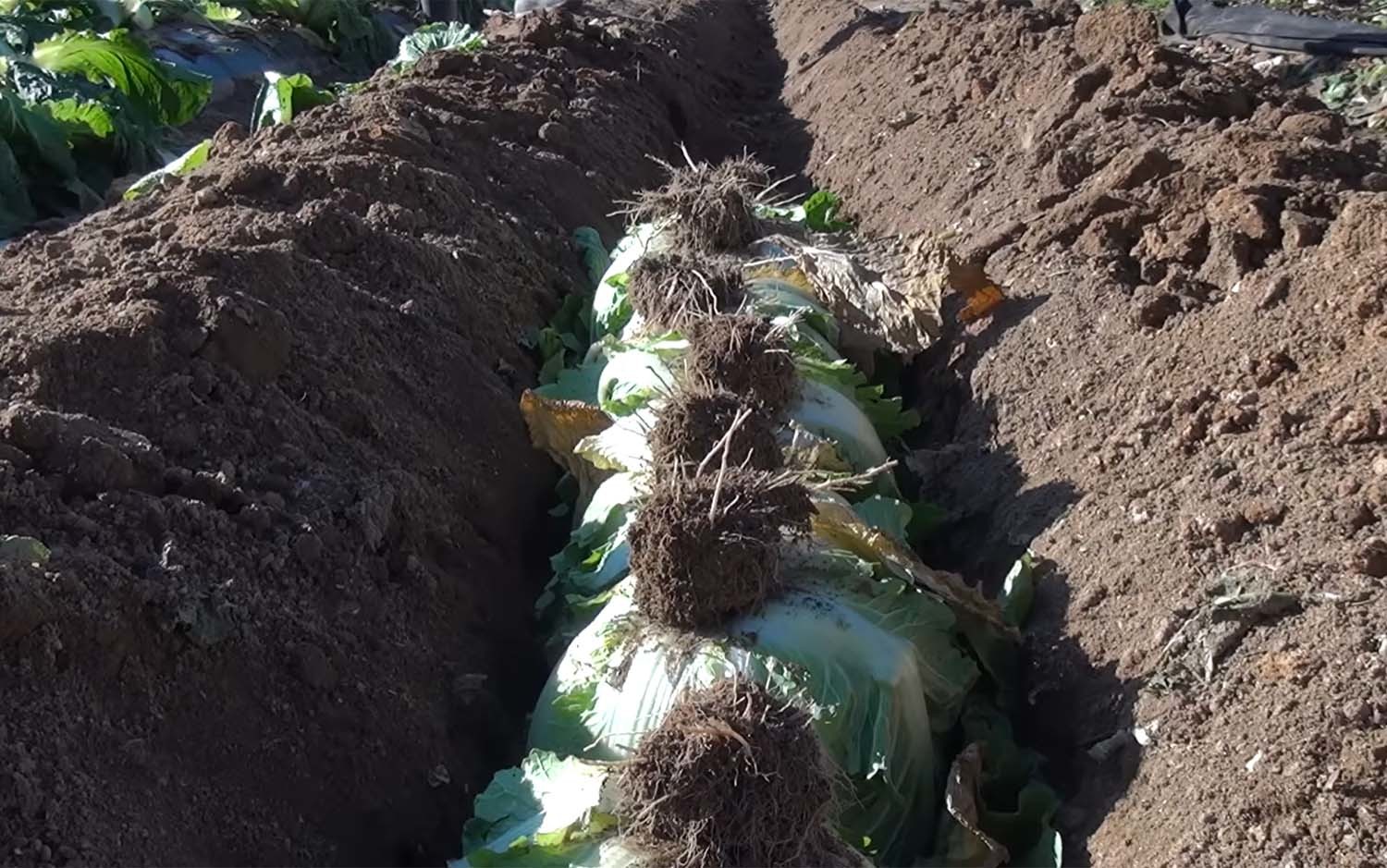 김장 후 남은 배추는 이렇게 땅속에 묻으면 싱싱하게 보관할 수 있다. / '꿈꾸는 텃밭' 유튜브 채널