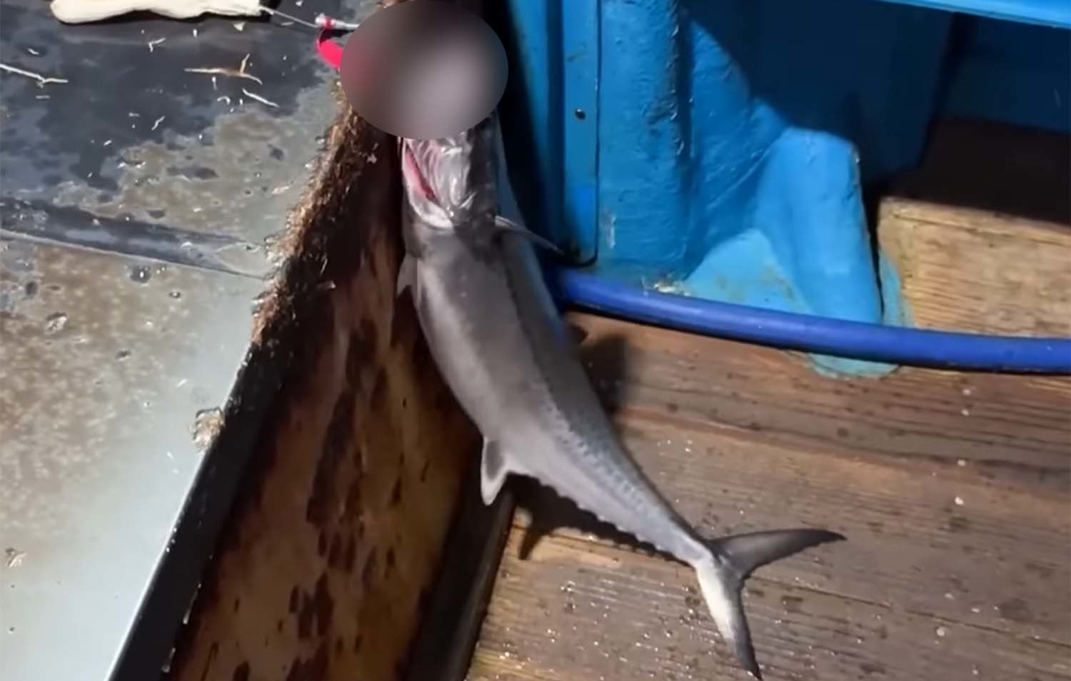 거문도 앞바다에서 낚은 삼치. / '마초TV' 유튜브