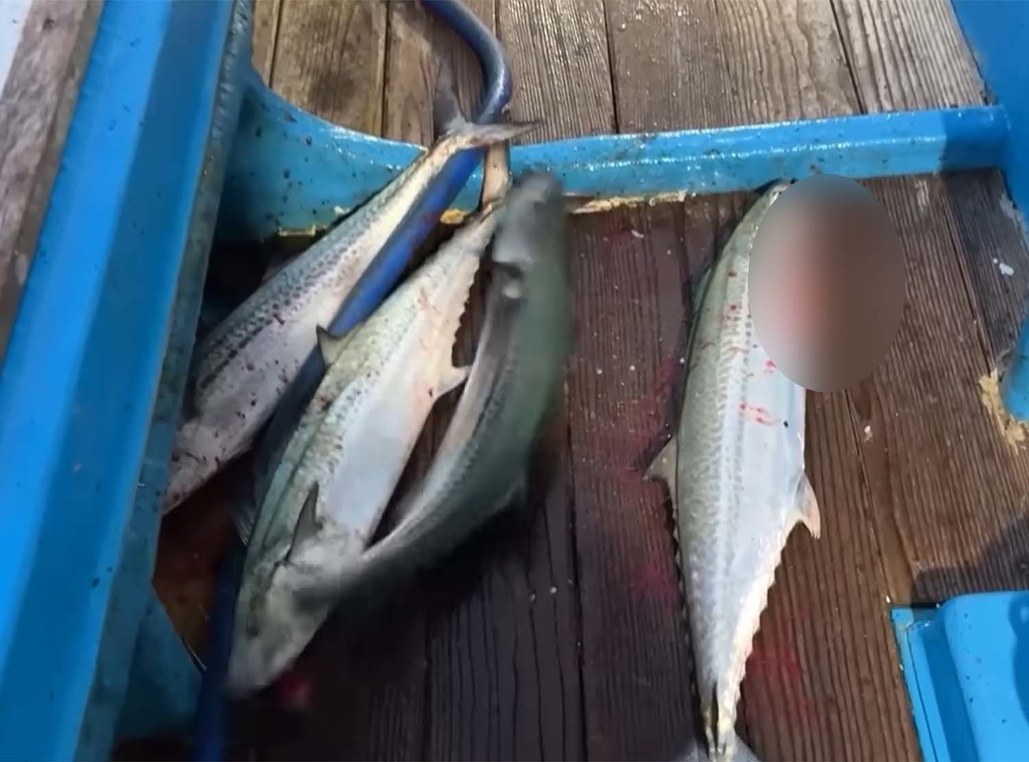 거문도 앞바다에서 낚은 삼치. / '마초TV' 유튜브