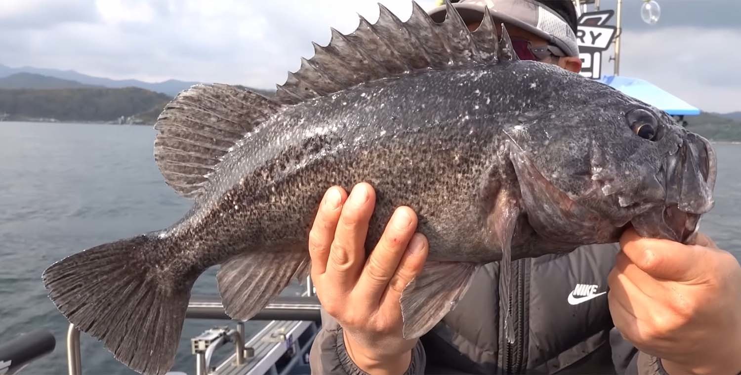 대물 우럭 / '리얼깽TV' 유튜브