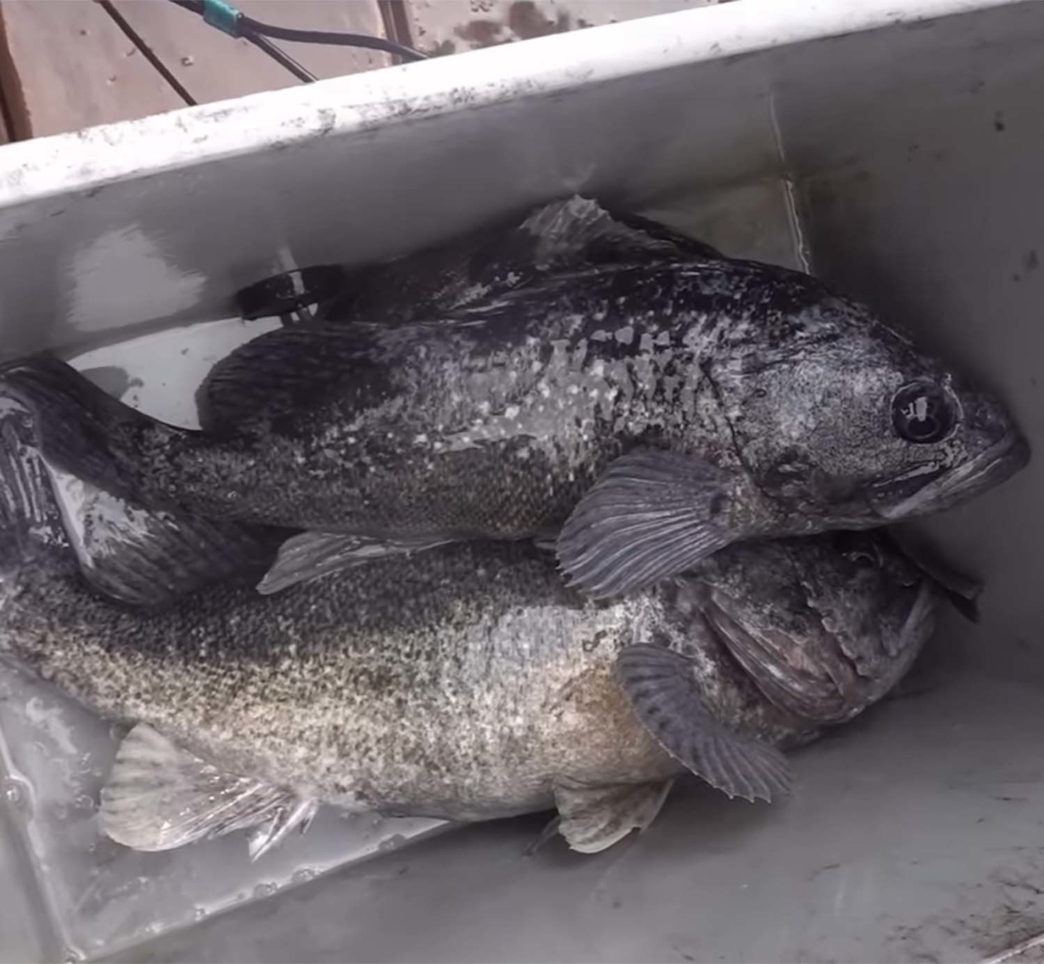 대물 우럭 / '리얼깽TV' 유튜브