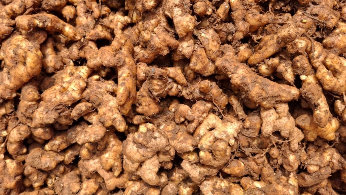 생강 자료사진 / Pixel Struct Digi Studio-shutterstock.com