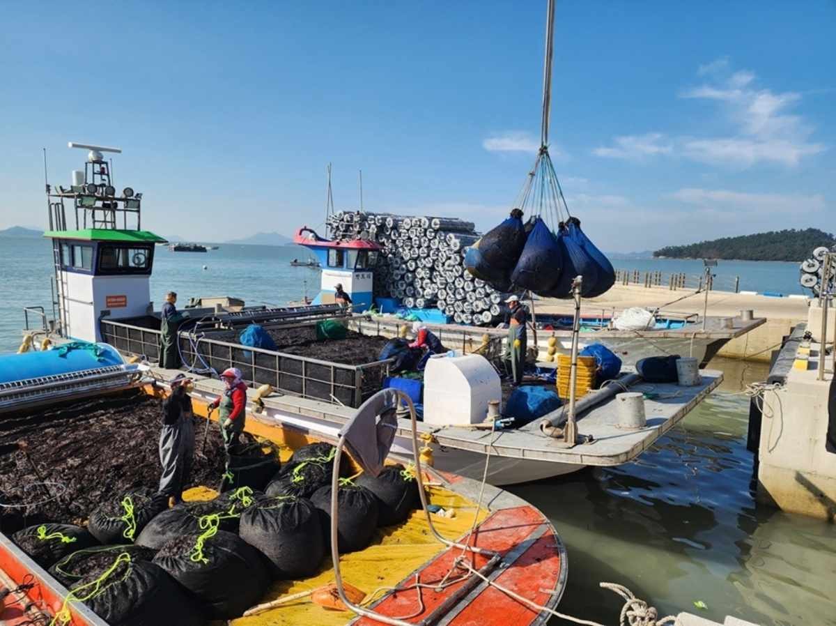 전남 신안 청정바다에서 생산돼 맛과 향이 뛰어난 2026년산 '햇김' 위판이 시작됐다. / 신안군 제공