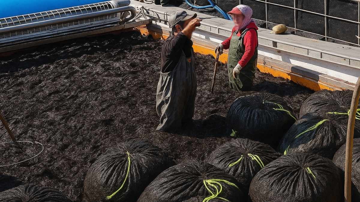 기사 내용을 바탕으로 AI가 생성한 자료사진. 곱창김으로 가득찬 어선.