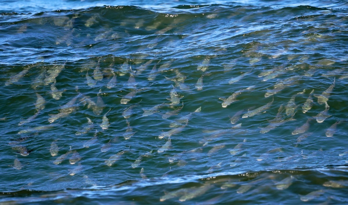 강원도 강릉 해변에 최근 들어 엄청난 양의 숭어 떼가 해변 가까이 나타나 장관을 연출했다. 숭어는 우리나라 연안에서 흔히 볼 수 있는 대표적인 회유성 어종으로 깨끗한 바다와 하천 하구의 기수역(민물과 바닷물이 만나는 곳)을 오가며 서식한다. / 연합뉴스