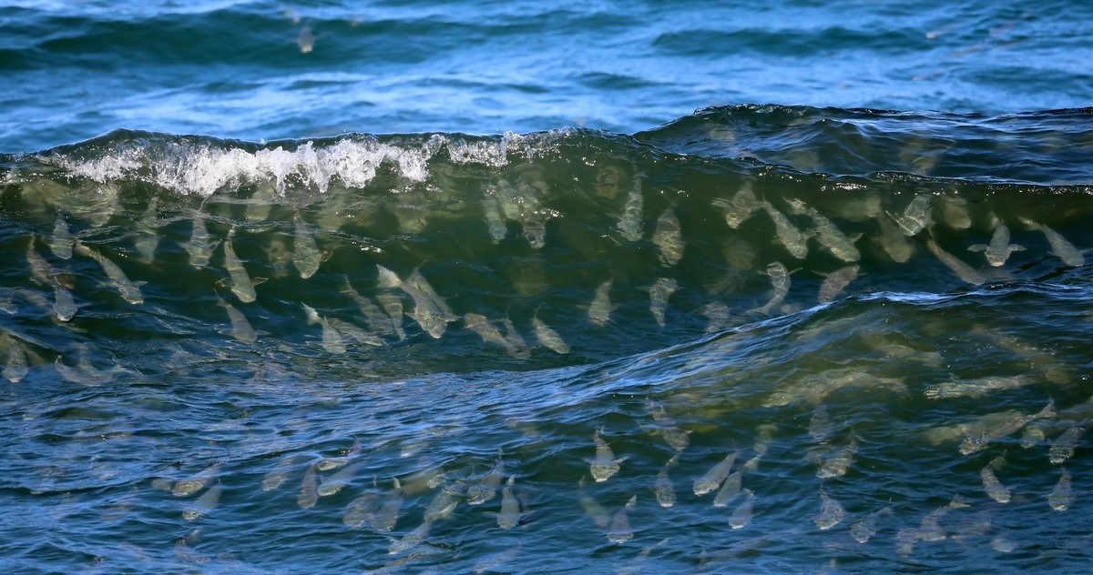 강원도 강릉 해변에 최근 들어 엄청난 양의 숭어 떼가 해변 가까이 나타나 장관을 연출했다. 숭어는 우리나라 연안에서 흔히 볼 수 있는 대표적인 회유성 어종으로 깨끗한 바다와 하천 하구의 기수역(민물과 바닷물이 만나는 곳)을 오가며 서식한다. / 연합뉴스