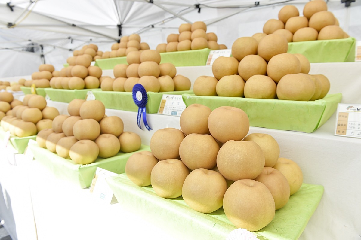 원주 치악산 배 모습. 기사 이해를 돕기 위한 자료 사진. 강원도 원주시는 최근 전북 정읍시에서 열린 '제21회 전국 우리배 한마당 큰잔치'에서 치악산 배가 대상을 받았다고 11일 밝혔다. 원주시에 따르면 '전국 우리배 한마당 큰잔치'는 매년 주산지를 순회하며 열리는 행사로 이번 품평회에 대상을 받은 원주의 심우섭 농가는 '신화'를 출품해 그 우수성을 인정받았다. / 연합뉴스