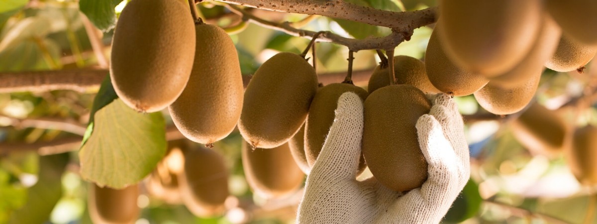 제스프리 홈페이지 캡처