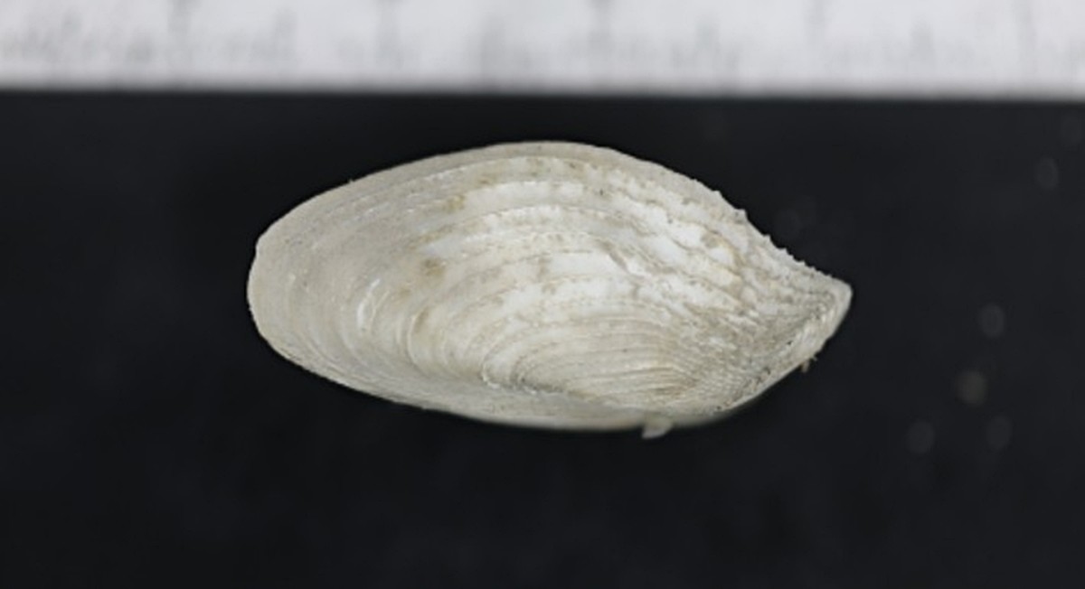 돌맛조개 모습. 국립호남권생물자원관은 국립해양유산연구소와 협업을 통해 수행한 '해남 송호리1호선 과학적 분석' 연구에서 고선박의 목재를 침식시킨 해양생물 6종을 확인했다고 밝혔다. / 국립호남권생물자원관 제공
