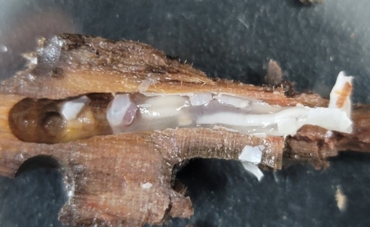 배좀벌레조개 모습. 국립호남권생물자원관은 국립해양유산연구소와 협업을 통해 수행한 '해남 송호리1호선 과학적 분석' 연구에서 고선박의 목재를 침식시킨 해양생물 6종을 확인했다고 밝혔다. / 국립호남권생물자원관 제공
