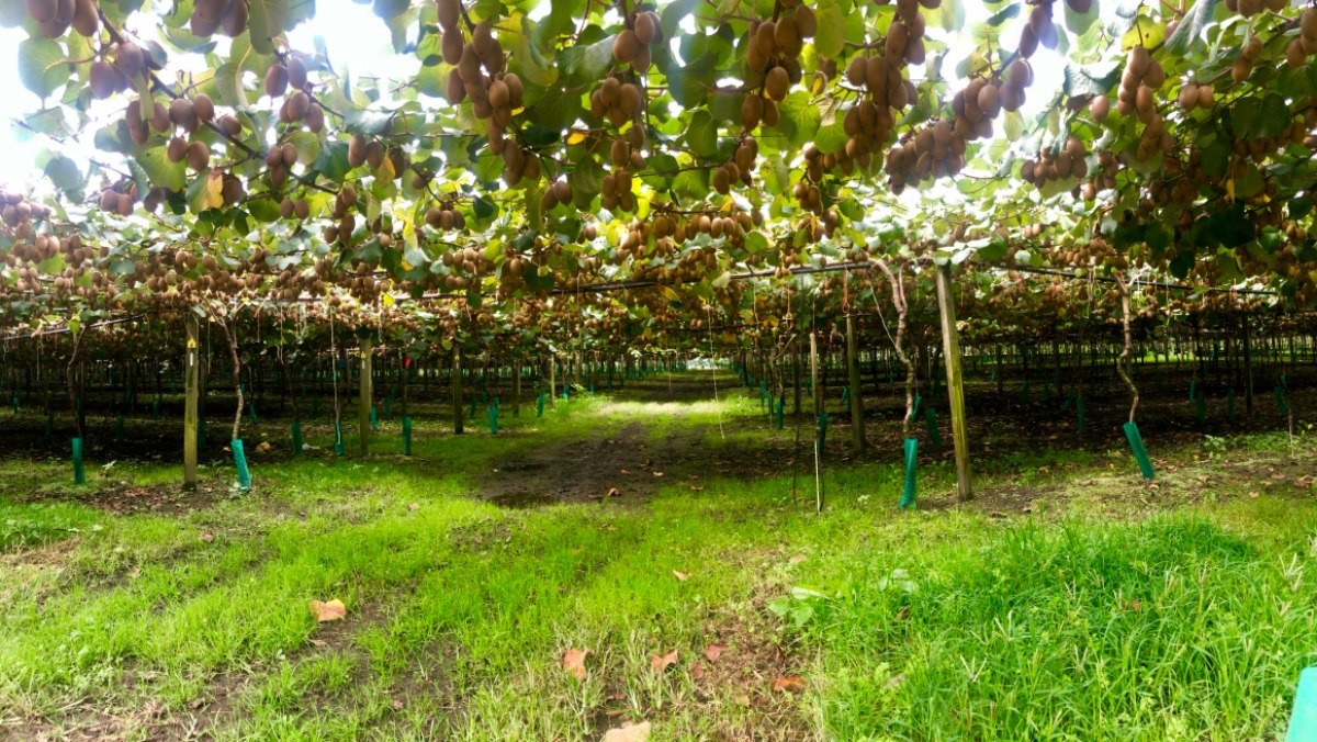 키위밭. 기사의 이해를 돕기 위한 사진 / AlexToretto-shutterstock.com