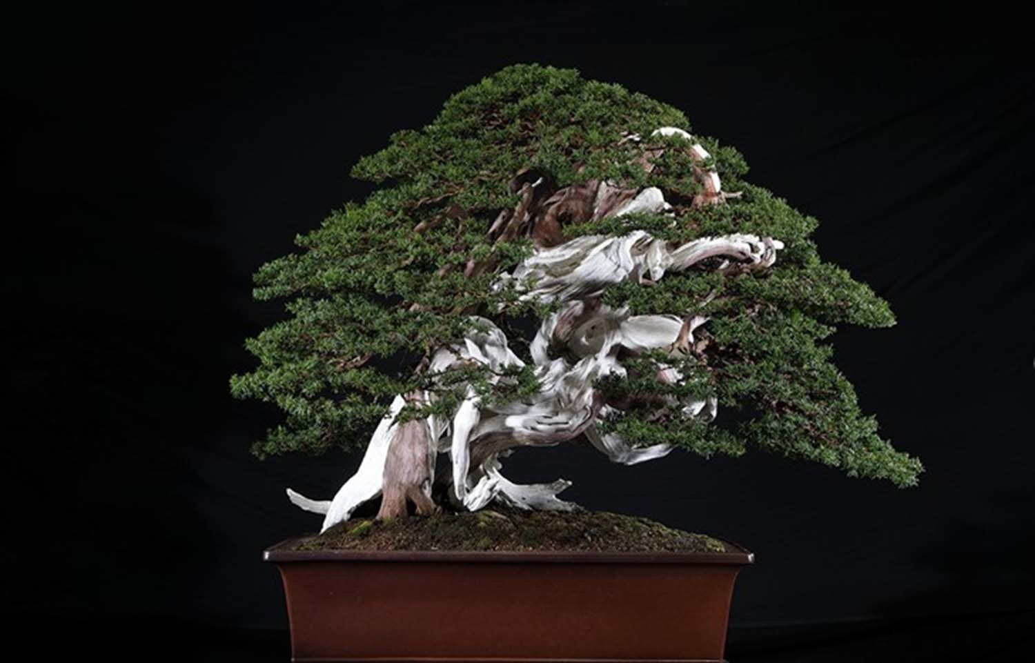 '1004섬 분재공원'에 있는 20억 원짜리 초고가 주목 분재. / 신안군 제공