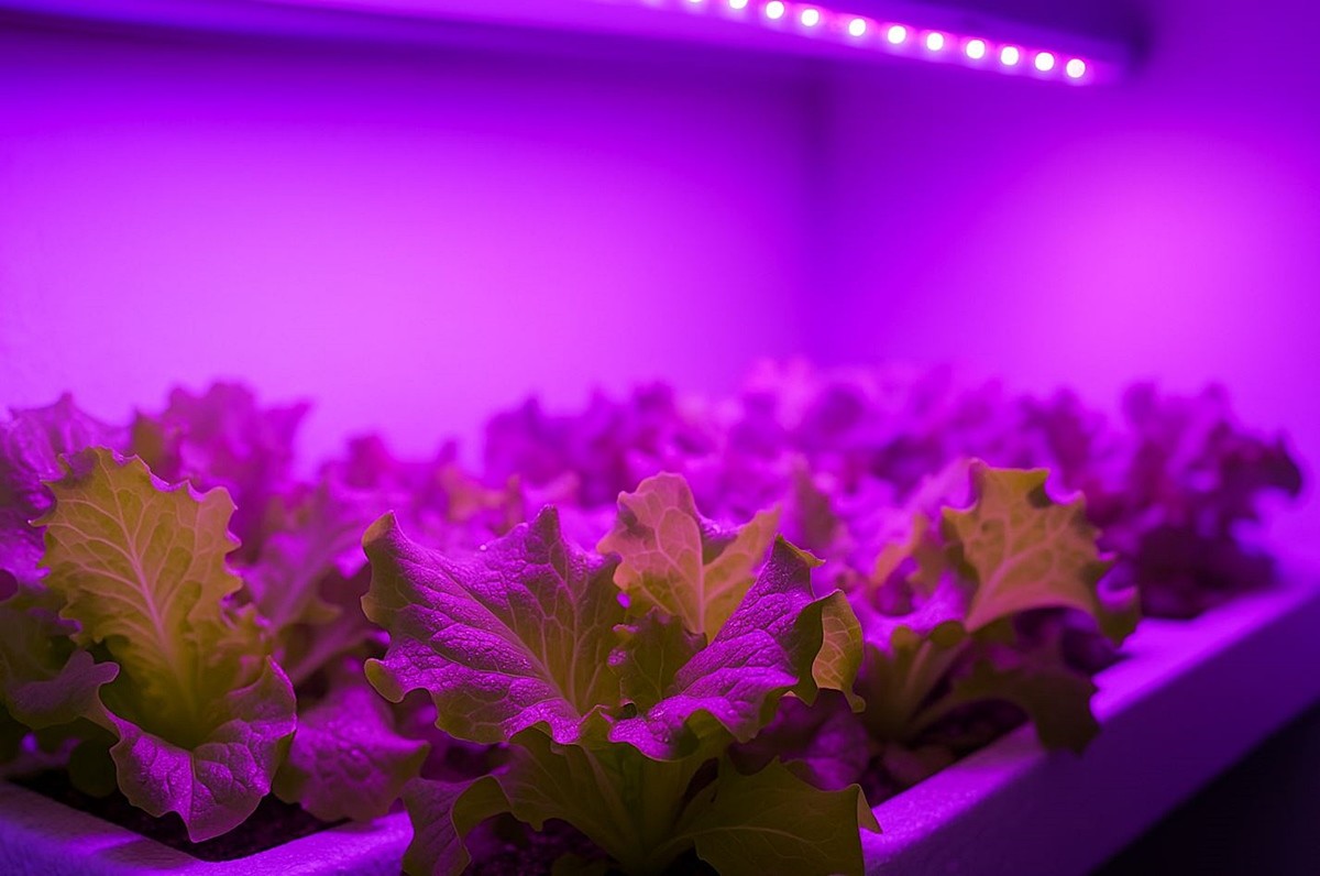 식물등(식물재배등)으로 상추를 재배하는 모습. 기사 이해를 돕기 위한 자료 사진입니다. 실제 모습과 다소 차이가 있을 수 있습니다.