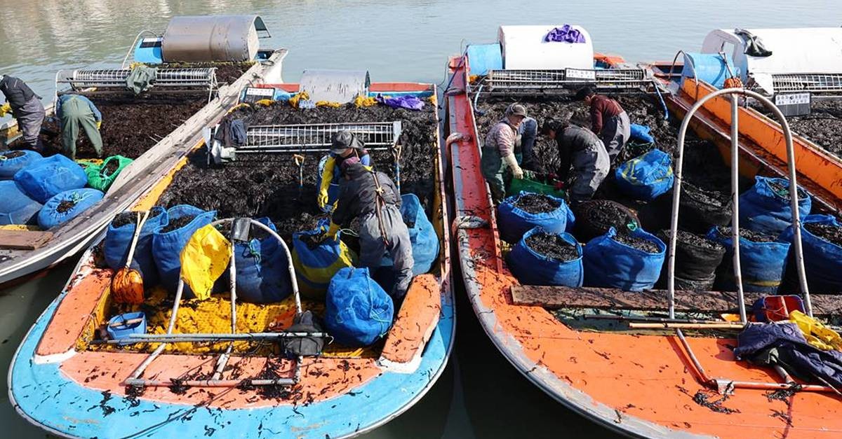 갓 수확한 물김 / 뉴스1