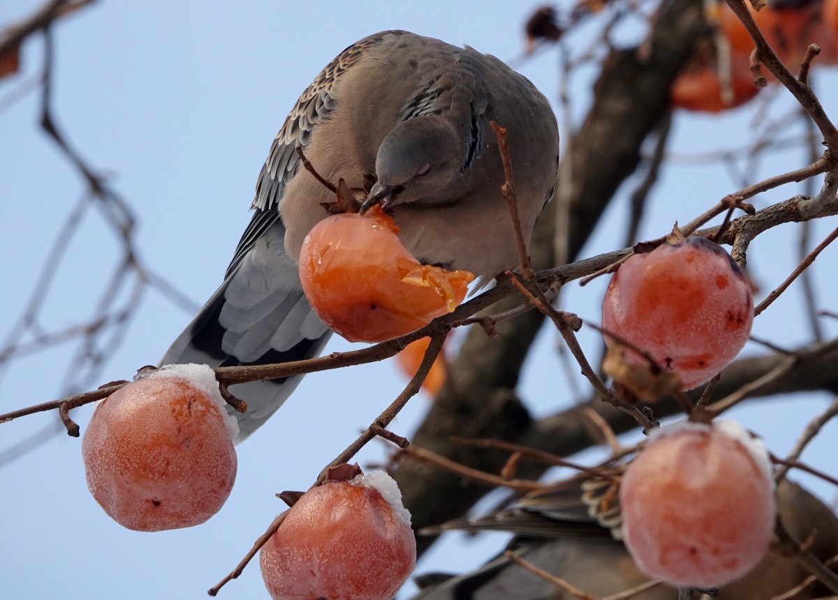 얼음홍시 먹는 멧비둘기 / 연합뉴스