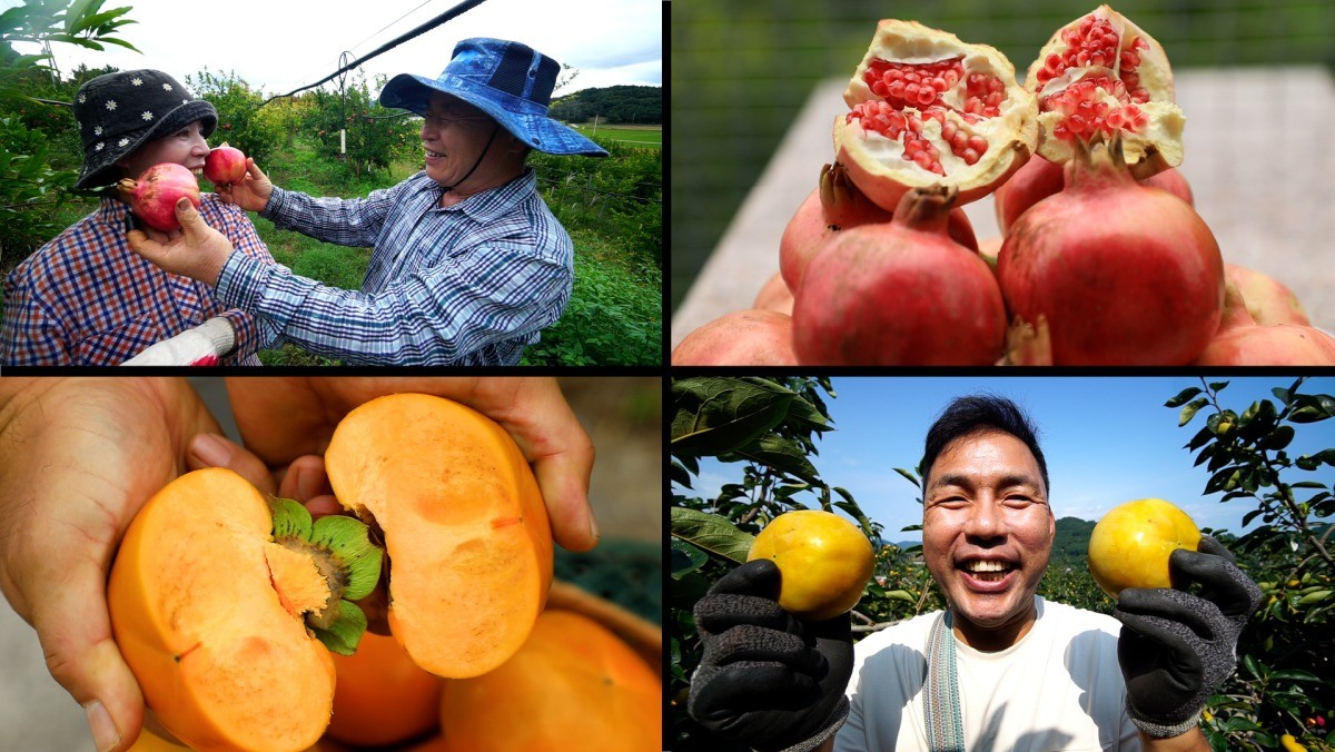 EBS1 '한국기행' 미리보기 페이지에서 제공하는 '익어가는 색, 레드' 편 자료 사진. / EBS1 제공