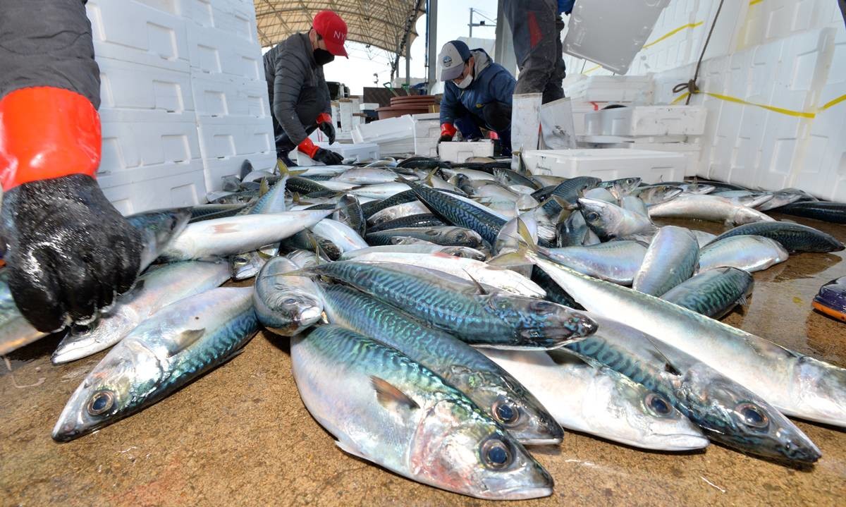 한때 국민 생선 고등어 / 뉴스1