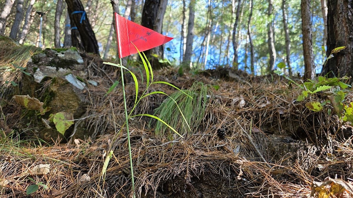 홍천 송이 발생 현장 모습 / 국립산림과학원 제공
