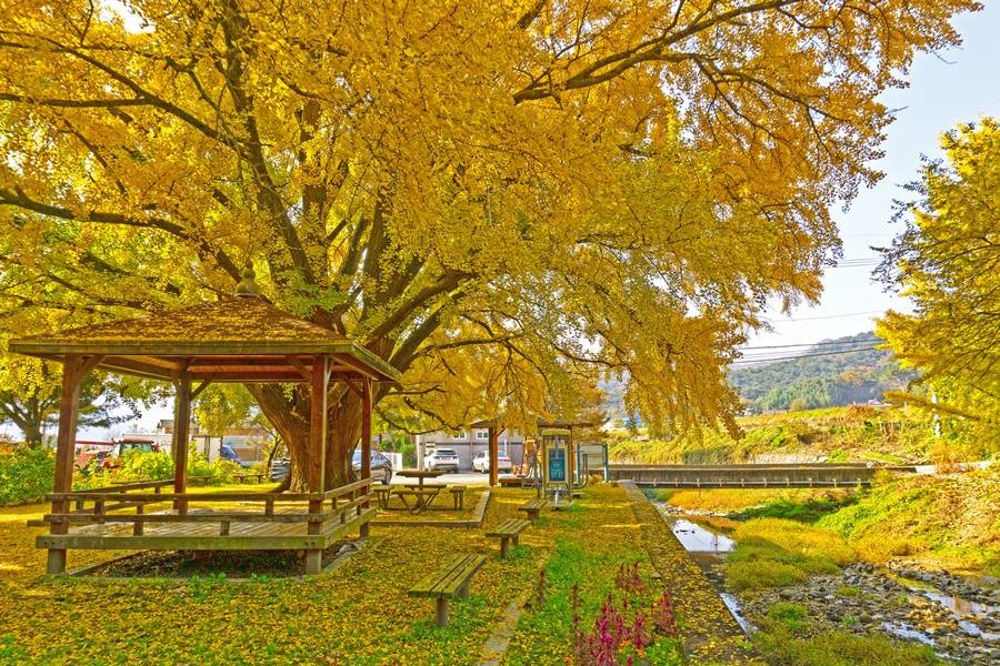 하곡리 은행나무