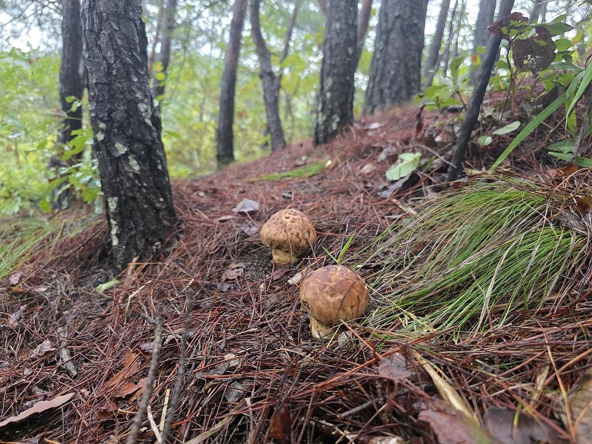 고성 송이 발생 현장 모습 / 국립산림과학원 제공