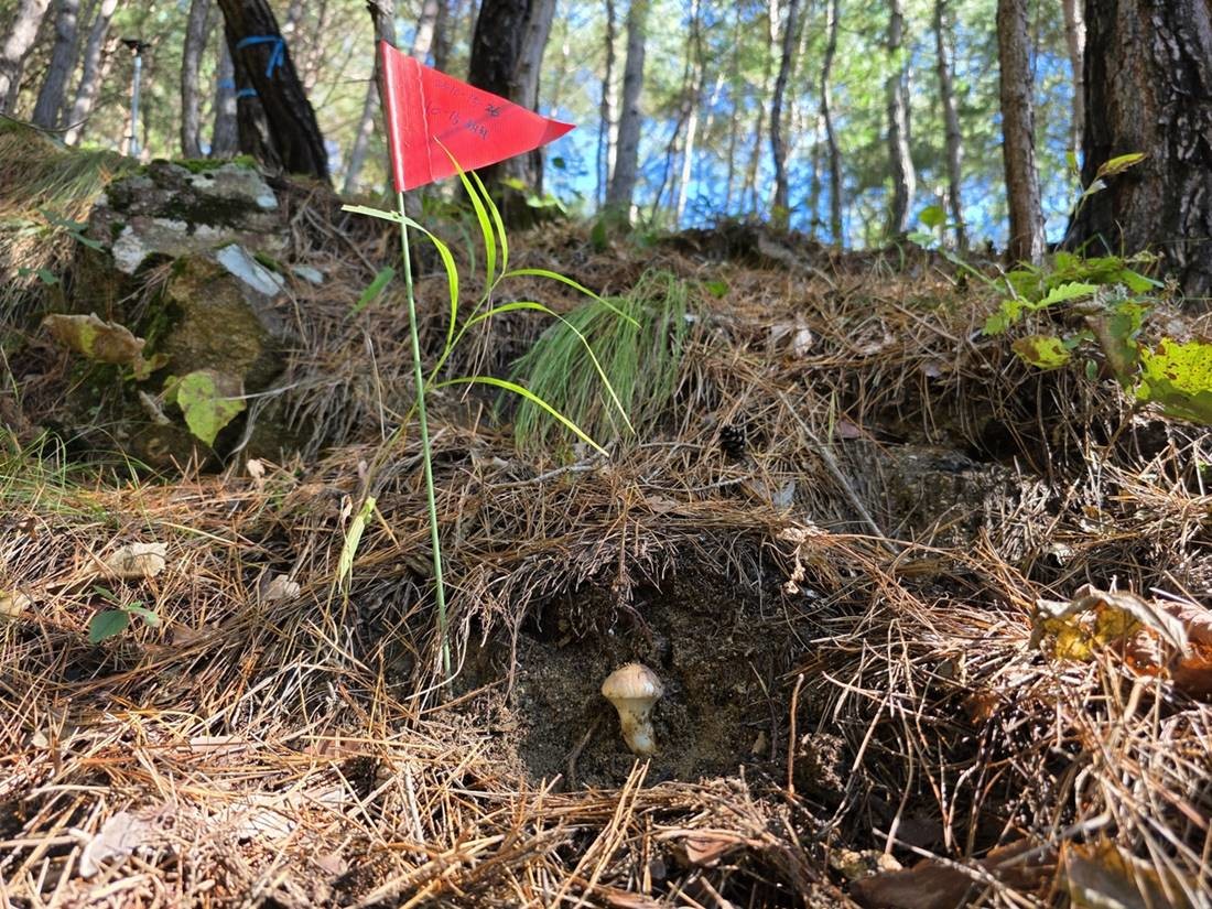 홍천 송이 발생 현장 모습 / 국립산림과학원 제공