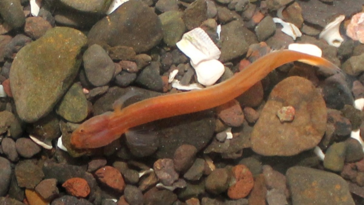 경남 통영 사량도에서 발견된 '주홍미끈망둑' 자료사진. / 국립호남권생물자원관 제공